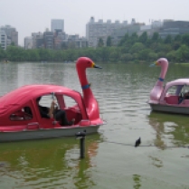 Swans In Tokyo